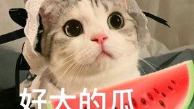 网红吃瓜门,揭秘网络舆论背后的真相与争议